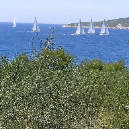 Olives * Milna (Brac)